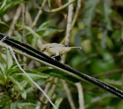 Sporophila nigricollis