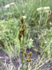 Carex phaeocephala