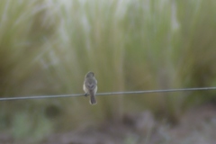 Sporophila caerulescens