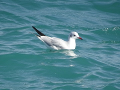 Chroicocephalus ridibundus