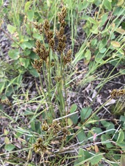 Carex phaeocephala