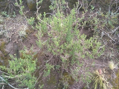 Minthostachys mollis