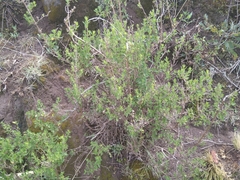 Minthostachys mollis