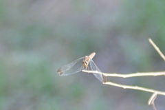 Erythrodiplax atroterminata