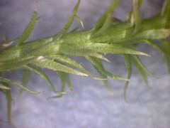 Lycopodiella appressa