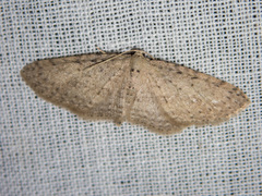 Poecilasthena scoliota
