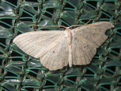 Scopula perlata