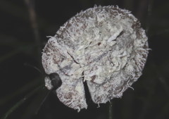 Emcephalus floccosus