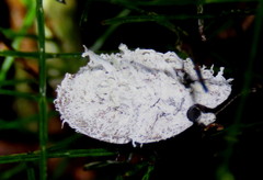 Emcephalus floccosus