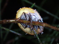 Emcephalus floccosus