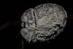 Emcephalus floccosus