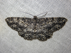 Thallogama nigraria