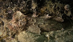 Aploactisoma milesii