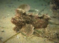 Aploactisoma milesii