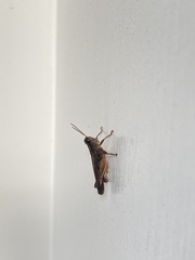 Phaulacridium vittatum