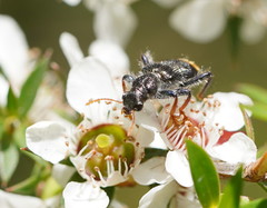 Phlogistus chrysurus