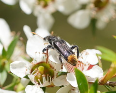 Phlogistus chrysurus