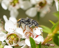 Phlogistus chrysurus