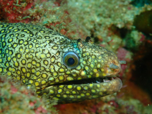 Jewel Moray