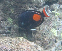 Acanthurus achilles