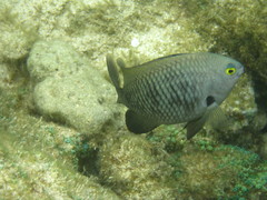 Plectroglyphidodon marginatus