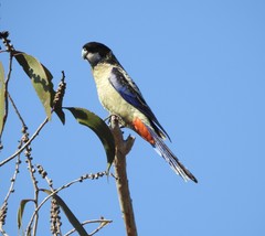 Platycercus venustus