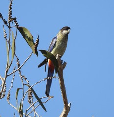 Platycercus venustus