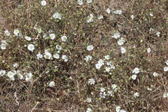 Hemizonia congesta luzulifolia