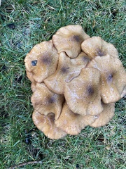Armillaria mellea