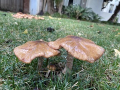 Armillaria mellea