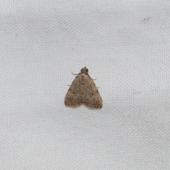Tolpia conscitulana
