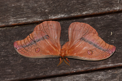 Opodiphthera loranthi