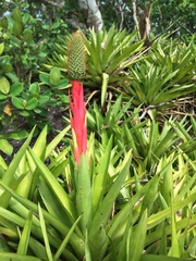 Aechmea ornata
