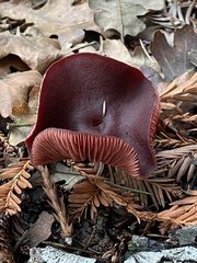 Tubaria vinicolor