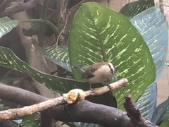 Campylorhynchus rufinucha