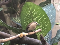 Campylorhynchus rufinucha