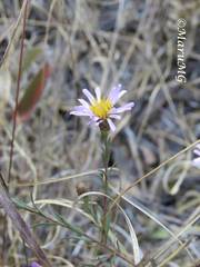 Symphyotrichum moranense