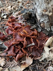 Tubaria vinicolor