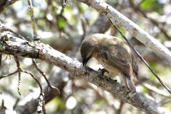 Camarhynchus pallidus