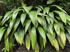 Molineria capitulata