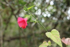 Hibiscus poeppigii