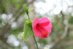 Hibiscus poeppigii