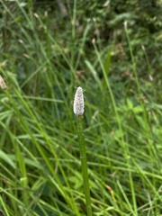 Eleocharis elegans
