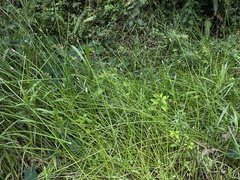 Eleocharis elegans