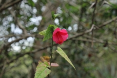 Hibiscus poeppigii