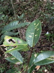 Ficus trigonata