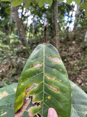 Ficus trigonata
