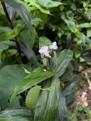 Tripogandra serrulata