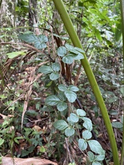 Cissus obovata