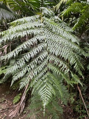 Cyathea arborea